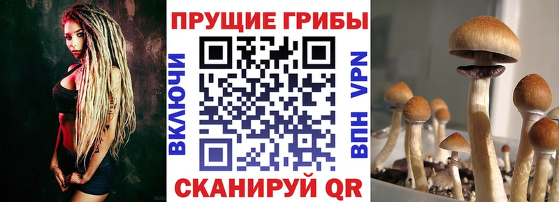 Купить где  Билибино  Галлюциногенные грибы GOLDEN TEACHER 